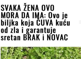 OVO JE BILJKA KOJA ČUVA KUĆU OD ZLA I GARANTUJE SRETAN BRAK I NOVAC