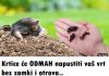 Krtice se odmah napustiti vas vrt