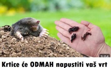 Krtice se odmah napustiti vas vrt