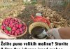 Želite puno velikih malina? Stavite 2 litre ove ishrane ispod svakog grma u martu, NIŠTA VIŠE!