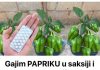 Gajim paprike u saksiji i ima ih u izobilju