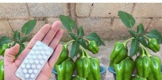 Gajim paprike u saksiji i ima ih u izobilju