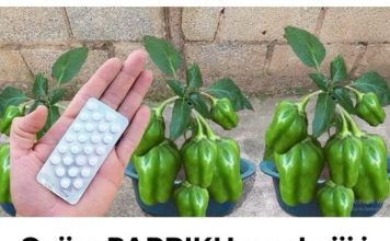 Gajim paprike u saksiji i ima ih u izobilju