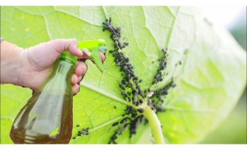 Najucinkovitiji domaci preparat protiv lisnih ušiju