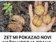 Uzgoj oraha na najnoviji nacin i jako je dobar