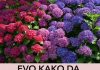 EVO KAKO DA HORTENZIJAMA PROMIJENITE BOJU