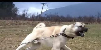 EVO ZAŠTO PSI LAJU NA ODREĐENE LJUDE