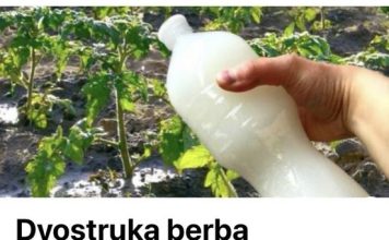 Dvostruka berba paradajza,krastavaca bez stetocina