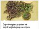 ČAJ OD ORIGANA JE JEDAN OD NAJZDRAVIJIH ČAJEVA NA SVIJETU