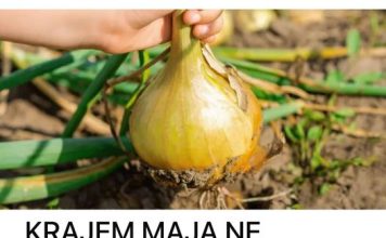 KRAJEM MAJA NE ZABORAVITE NA VAŽNO ĐUBRENJE LUKA