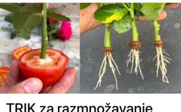 Najbolji trik za razmnozavanje ruza