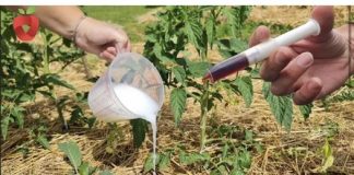 Samo jedna kap dovoljna je da spasite paradajz