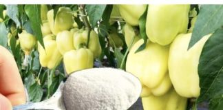 Jedna kasika za papriku i paprike rastu u MAJU