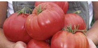 Nakon sadnje paradajza morate ga zaliti tri puta ovom otopinom