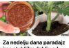 Za sedmicu dana paradajz ce imati stabljiku debelu kao prst!!