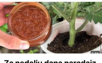 Za sedmicu dana paradajz ce imati stabljiku debelu kao prst!!