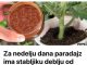 Za sedmicu dana paradajz ce imati stabljiku debelu kao prst!!