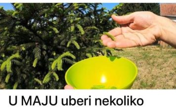 U maju naberite nekliko zelenih cetinjara i zalijte ih vodom