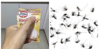 Samo jedan paketic vanila secera i ne treba vam repelent