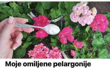 MOJE OMILJENE PELARGONIJE POSTAVILE SU DVOSTRUKO VIŠE CVJETOVA NEGO PROŠLE GODINE