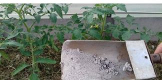 Paradajzu,krastavica i ostalom povrcu odmah dodajte pepeo!!