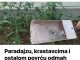 Paradajzu,krastavica i ostalom povrcu odmah dodajte pepeo!!