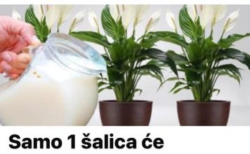 Samo jedna soljica i cvijece raste kao ludo