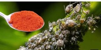 Najjaci insekticid bez hemikalija