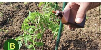 Samo nekoliko kapi ubija plemenjacu