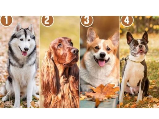 Koji pas vam se najvise dopada sa slike govori o vasoj licnosti!!