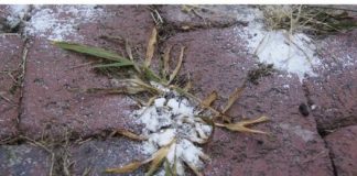 Prestanite cupati korov rijesite ga s ena prirodan nacin bez hemikalija!!