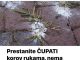 Prestanite cupati korov rijesite ga s ena prirodan nacin bez hemikalija!!