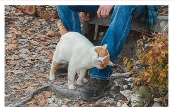 TRLJA LI SE MAČKA UZ VAŠE NOGE: Evo šta vam pokušava reći
