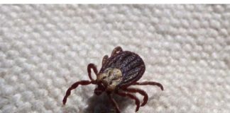 Krpelji ne podnose miris ove dvije biljke!!