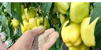 Dajte ga paprici i odmah ce rasti!!