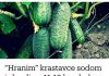 Hranim krastavce ovim i bas ih mnogo ima