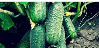 Hranim krastavce ovim i bas ih mnogo ima