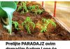 Prelijte paradajz ovim cudom i rasti ce kao lud