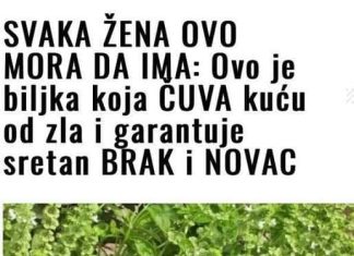 SVAKA ŽENA MORA OVO DA IMA: Ovo je biljka koja čuva kuću od zla i garantuje sretan brak i novac