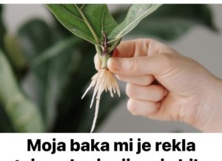 Najlaksi nacin ukorjenjavanja biljke ili razmnozavanja!!