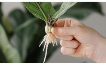 Najlaksi nacin ukorjenjavanja biljke ili razmnozavanja!!