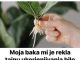 Najlaksi nacin ukorjenjavanja biljke ili razmnozavanja!!