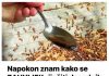 NAPOKON ZNAM KAKO SE ZAUVIJEK RIJEŠITI DOSADNIH MRAVA