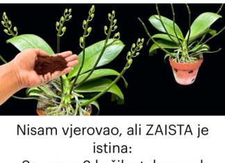 Talog od kafe orhideje dize iz mrtvih!!