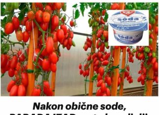 Nakon ovoga paradajz ce rasti kao lud!!
