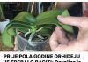 Prije pola godine orideje je trebalo baciti i uspjela ih je ozivjeti!!