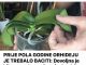 Prije pola godine orideje je trebalo baciti i uspjela ih je ozivjeti!!