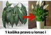 Odrzavanje biljke Spathiphyllum