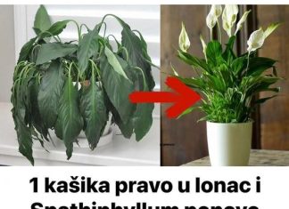 Odrzavanje biljke Spathiphyllum