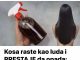 KOSA RASTE KAO LUDA I PRESTAJE DA OPADA